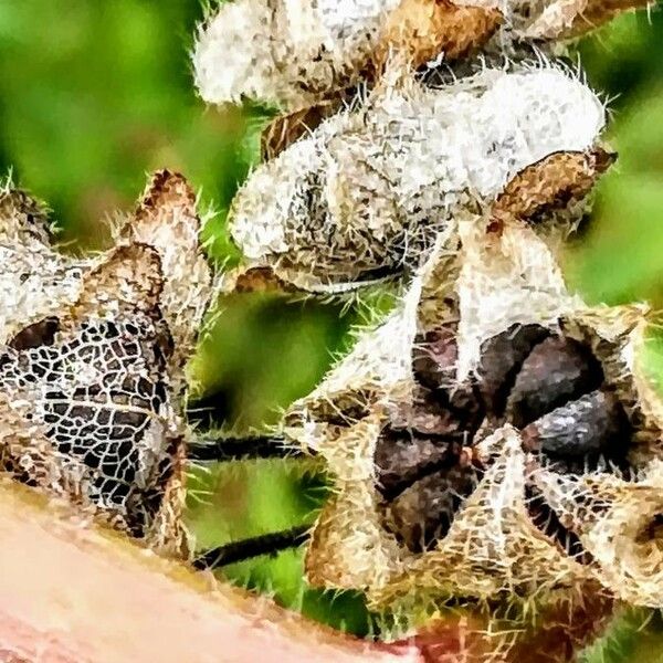 Malva sylvestris Fruit