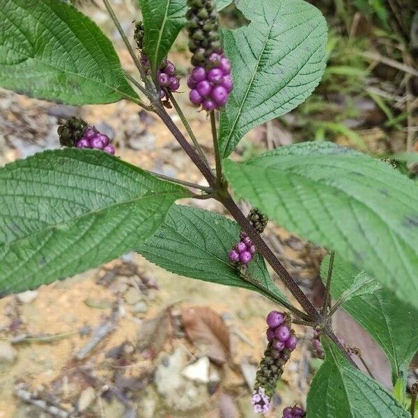 Lantana trifolia Fruit