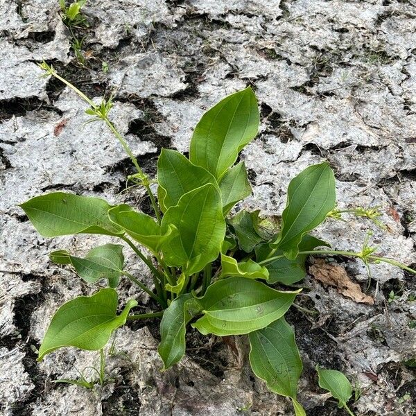 Aquarius cordifolius Leaf