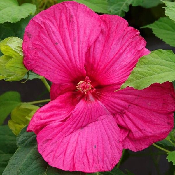 Hibiscus moscheutos Flower