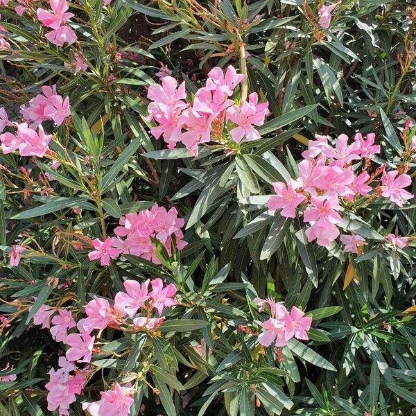 Nerium oleander Õis