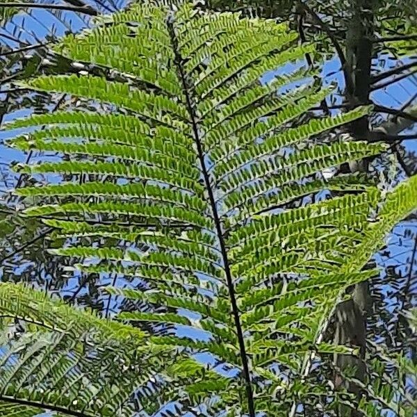 Schizolobium parahyba Leaf