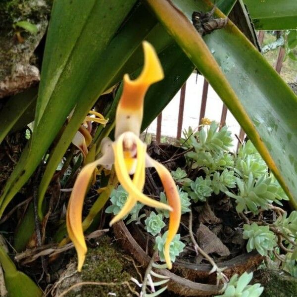 Maxillaria porrecta Virág