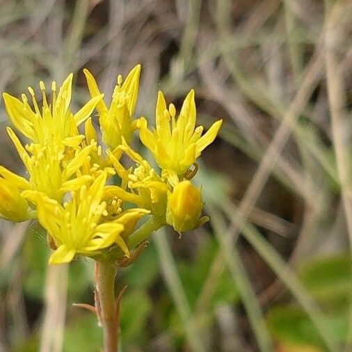 Petrosedum rupestre Flower