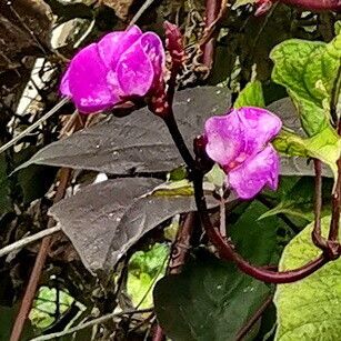 Lablab purpureus Flors