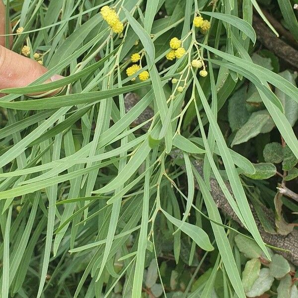 Acacia retinodes Fulla