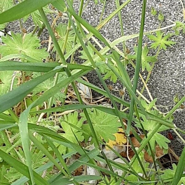 Hordeum murinum Blad