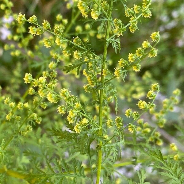 Artemisia annua Žiedas