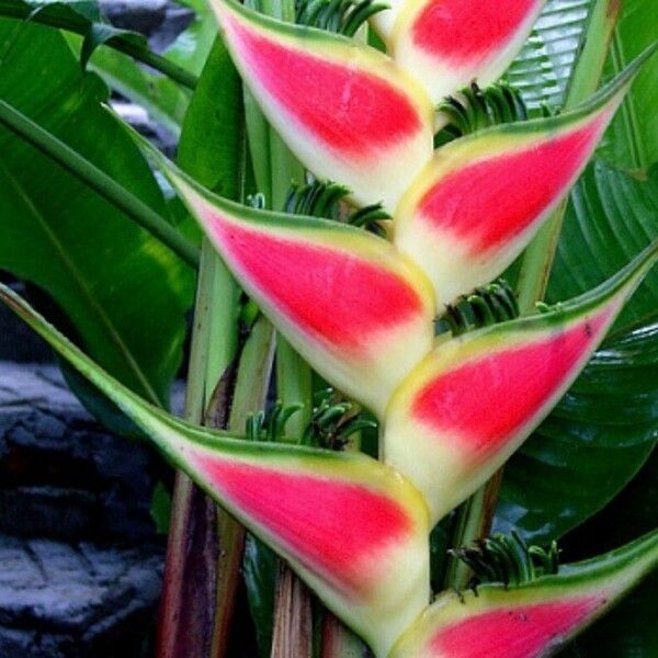 Heliconia wagneriana Bloem