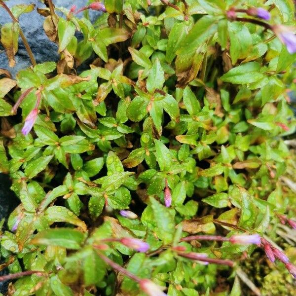 Epilobium alsinifolium Листок