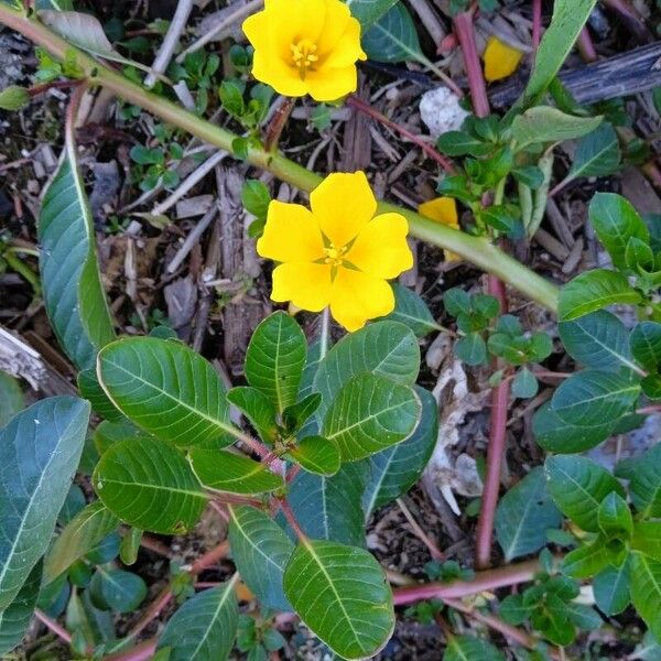 Ludwigia grandiflora Flor