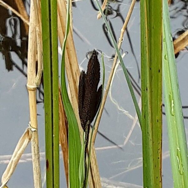 Carex acutiformis 花