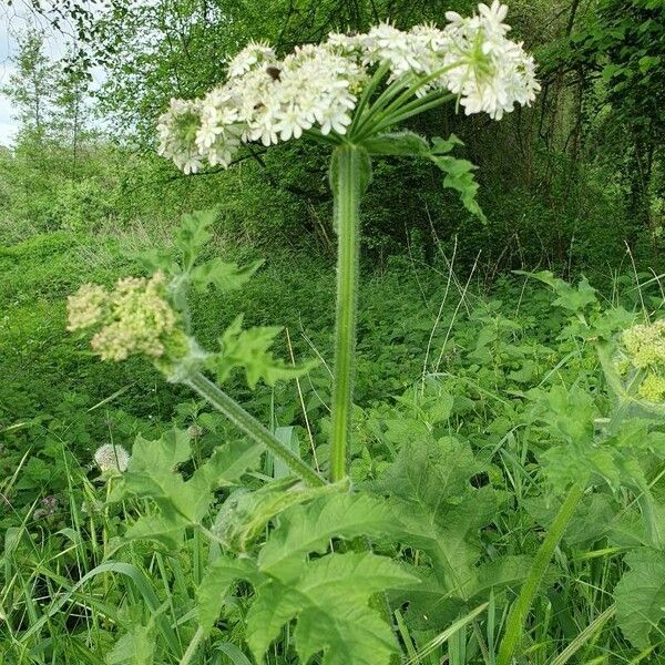 Heracleum mantegazzianum Листок