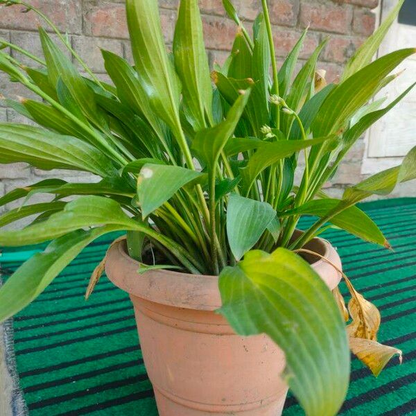 Hosta lancifolia List