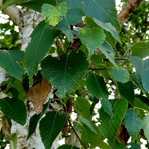 Betula ermanii Leaf