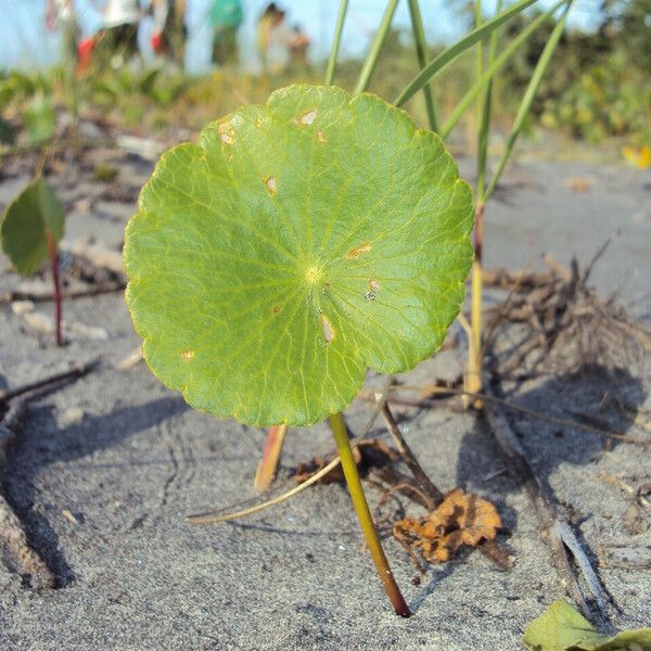 Hydrocotyle bonariensis Лист