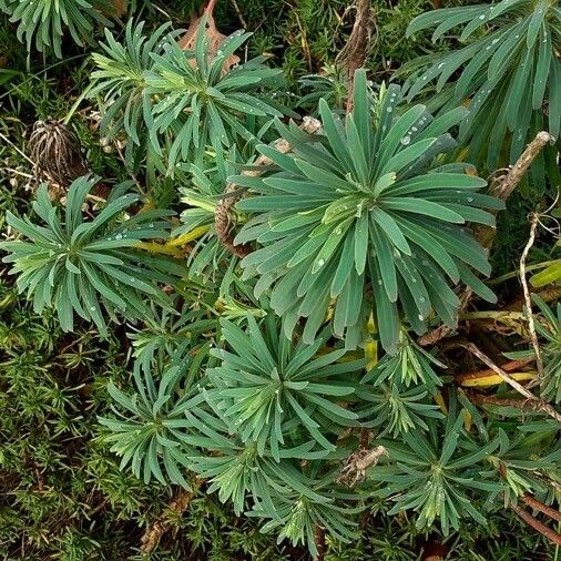 Euphorbia characias Листок