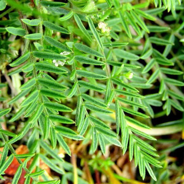 Astragalus onobrychis Blad