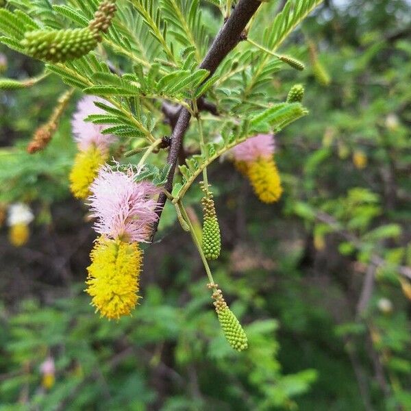 Dichrostachys cinerea 花