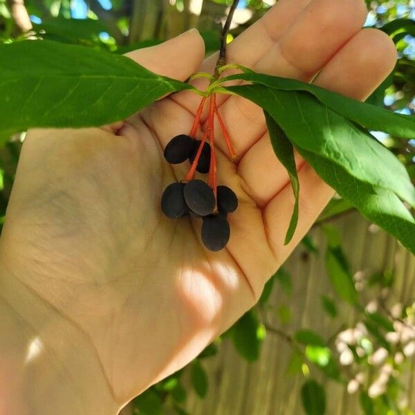 Oemleria cerasiformis ഫലം