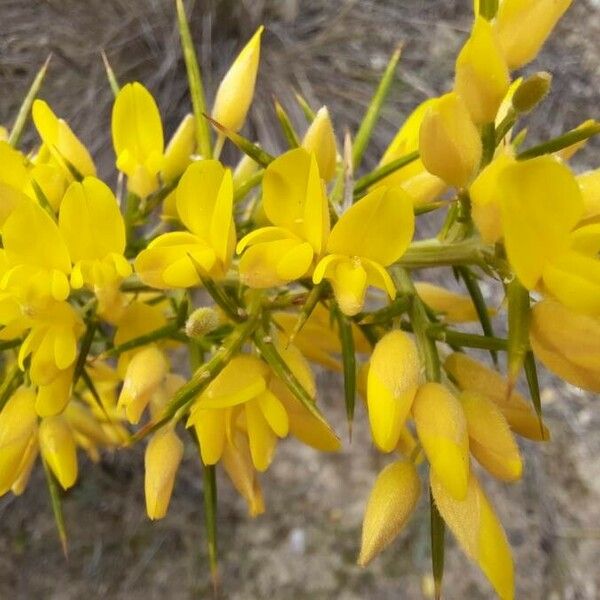 Ulex parviflorus Flower