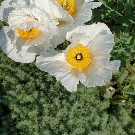 Romneya coulteri Fleur