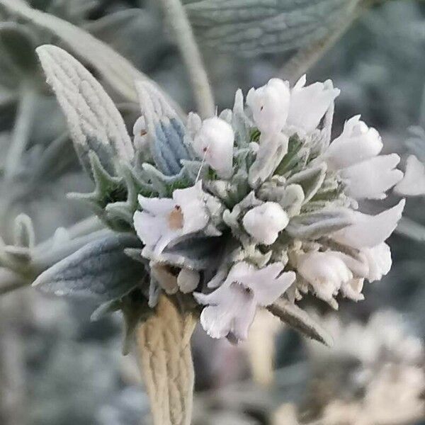 Marrubium peregrinum Flower