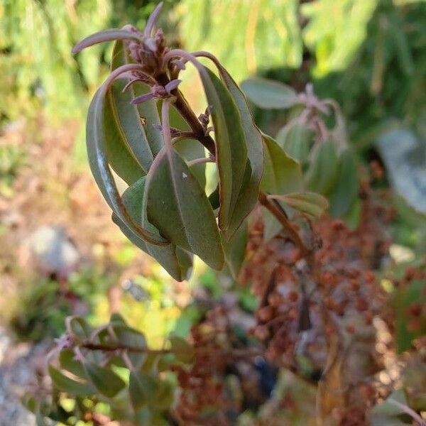 Kalmia angustifolia برگ