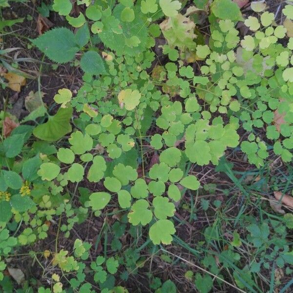 Thalictrum dioicum Folla