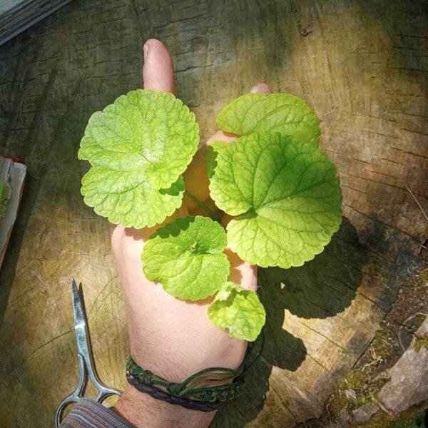 Viola odorata Leaf