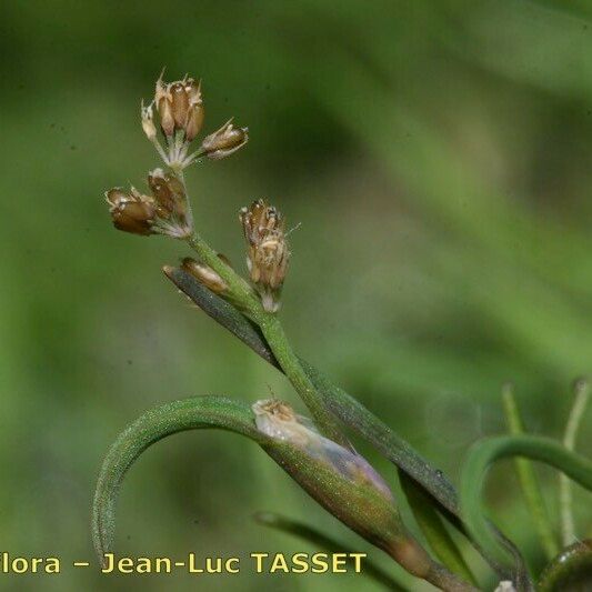Coleanthus subtilis Flor