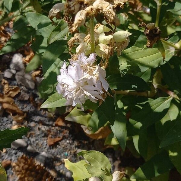 Saponaria officinalis Kvet