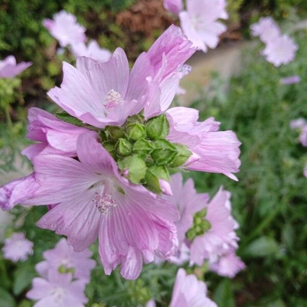 Malva alcea Flower