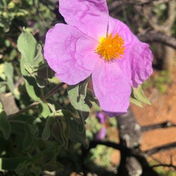 Cistus albidus Blüte