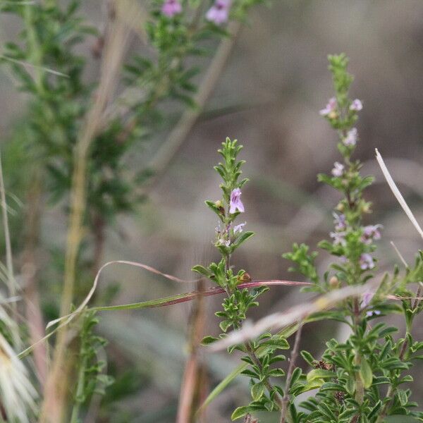 Satureja cuneifolia Lorea