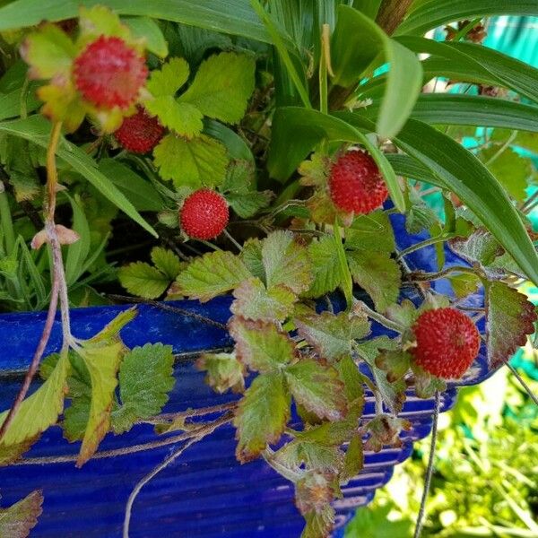 Potentilla indica Fruit