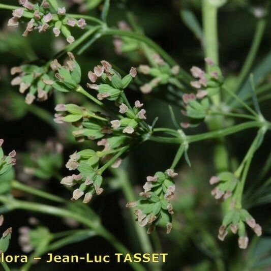 Thalictrum simplex Fruto