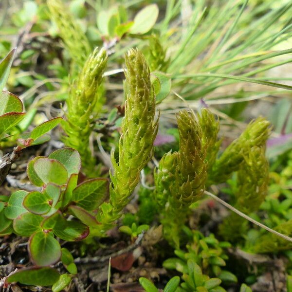 Selaginella selaginoides Blad