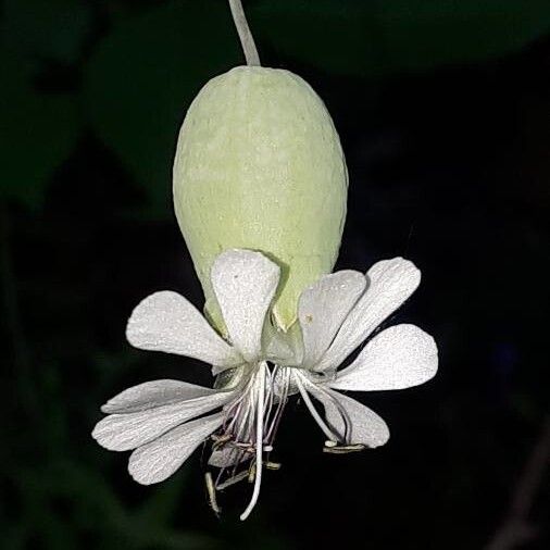 Silene vulgaris Flor