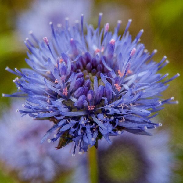 Jasione montana 花