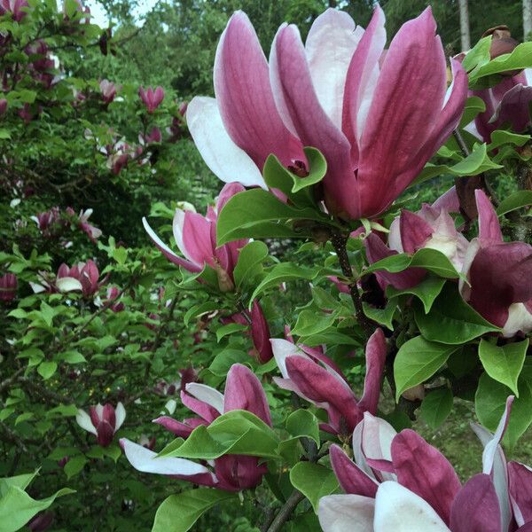 Magnolia liliiflora Fiore