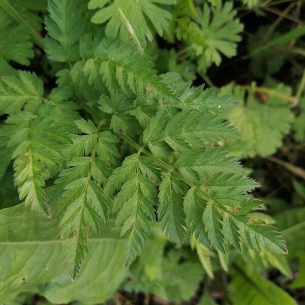 Chaerophyllum hirsutum Blad