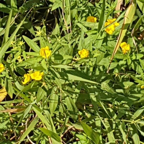 Ludwigia alternifolia Цвят