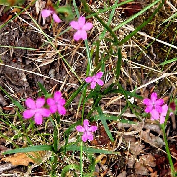 Dianthus armeria Habitus