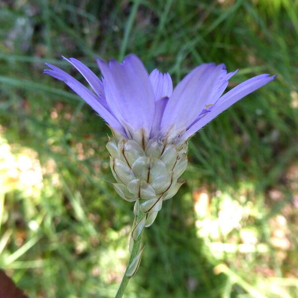 Catananche caerulea Цвят