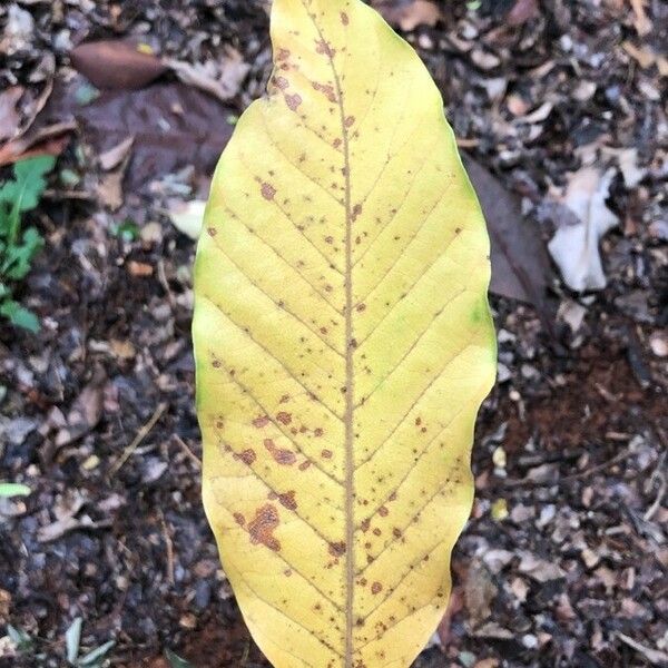 Magnolia champaca Ліст