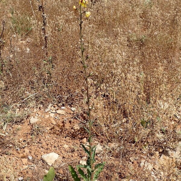 Verbascum blattaria Hábito