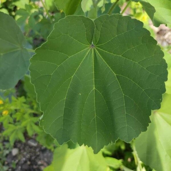 Abutilon indicum 葉