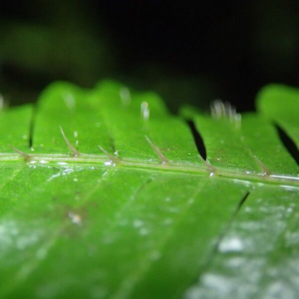 Pteris catoptera Folla