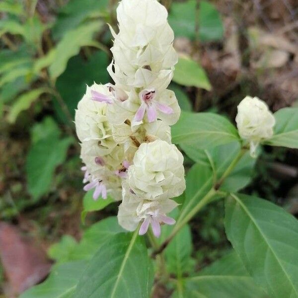 Justicia betonica Blomst